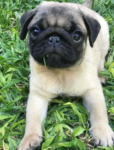 Cachorros Pug Cervato