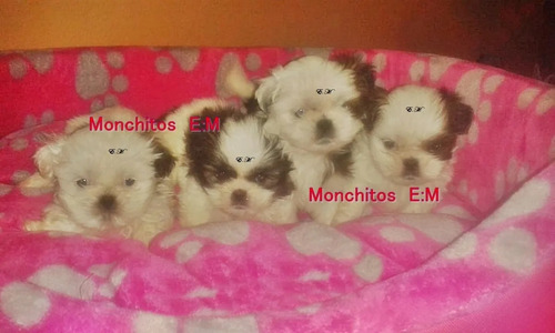 Preciosa Shitzu Cachorra Pura Shih Tzu Shihtzu Bella