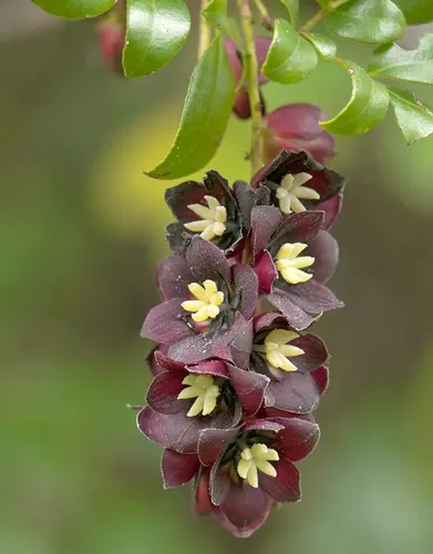 Semillas Flor Nativa Boqui Coille Coile Lardizabala Biterna | Cuotas ...