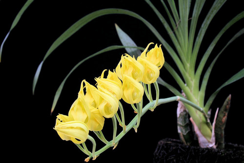Orquídea Mormodes Maculata Unicolor 