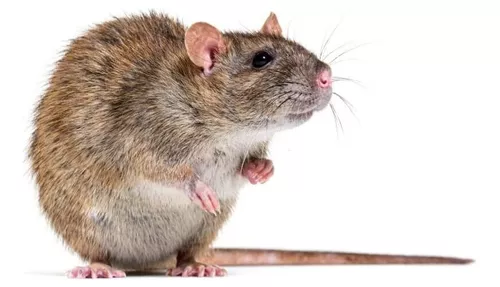 Ahuyentadores de Ratas