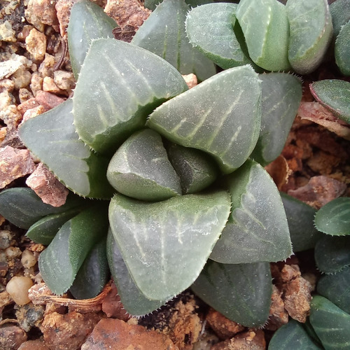 1 Haworthia Mutica (cactus/suculentas)