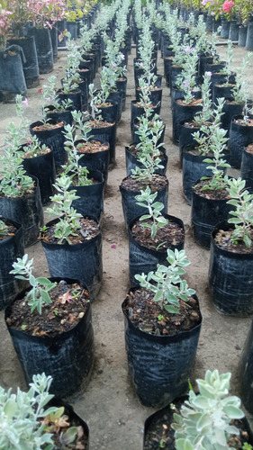 Plantas De Cilantrillo O Flor De Nazareno Arbusto Ordenament