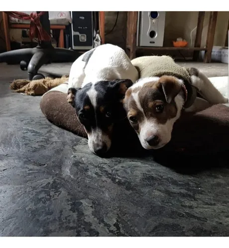 Guardería Canina, Sin Cañiles Ni Jaulas. Del Viso
