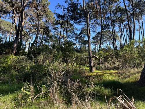 Lote En Venta En Montoya (ref: Bpv-9688)