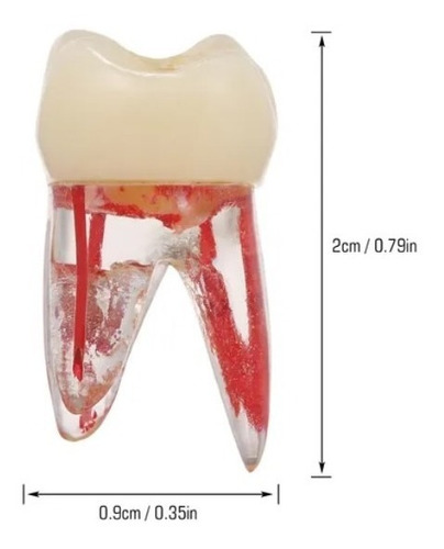 Imagen 6 de 10 de Molar Para Práctica Endodoncia Enseñanza Santiago