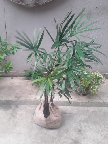 Palmera Raphis Excelsa