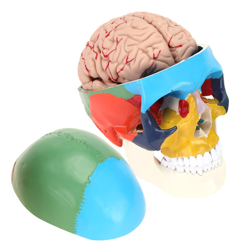 Asintod Modelo Calavera Color Humano Cerebro Anatomico Real