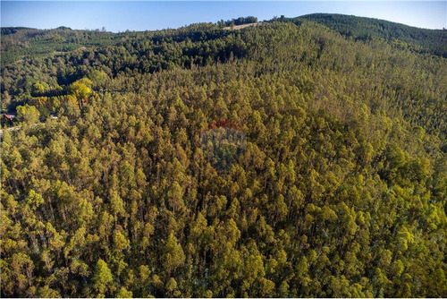 Predio Forestal En Venta 52 Ha. - Mantahue Gorbea