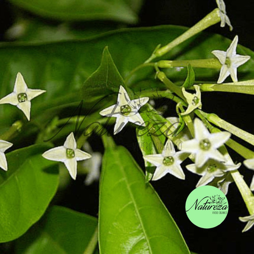 Dama De La Noche O Galán De La Noche Natureza Vivero Orgánic