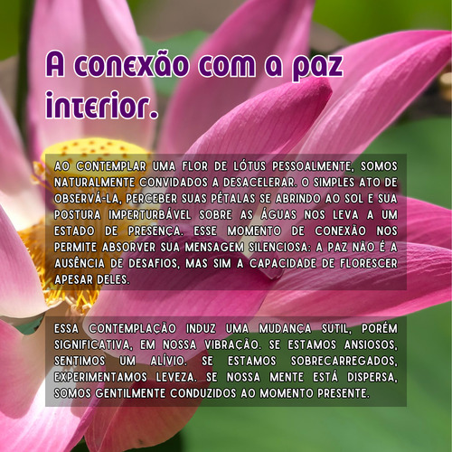 2 Sementes Flor De Lótus Rosa Nelumbo Nucifera Frete Grátis