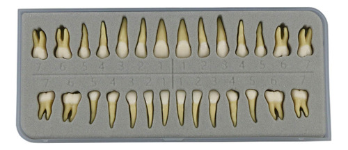 Dentalmall 1 Caja Modelo Dental Modelo De Dientes 28 Piezas