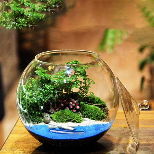 Jarrón Con Micropaisaje, Botella, Terrario De Cristal,