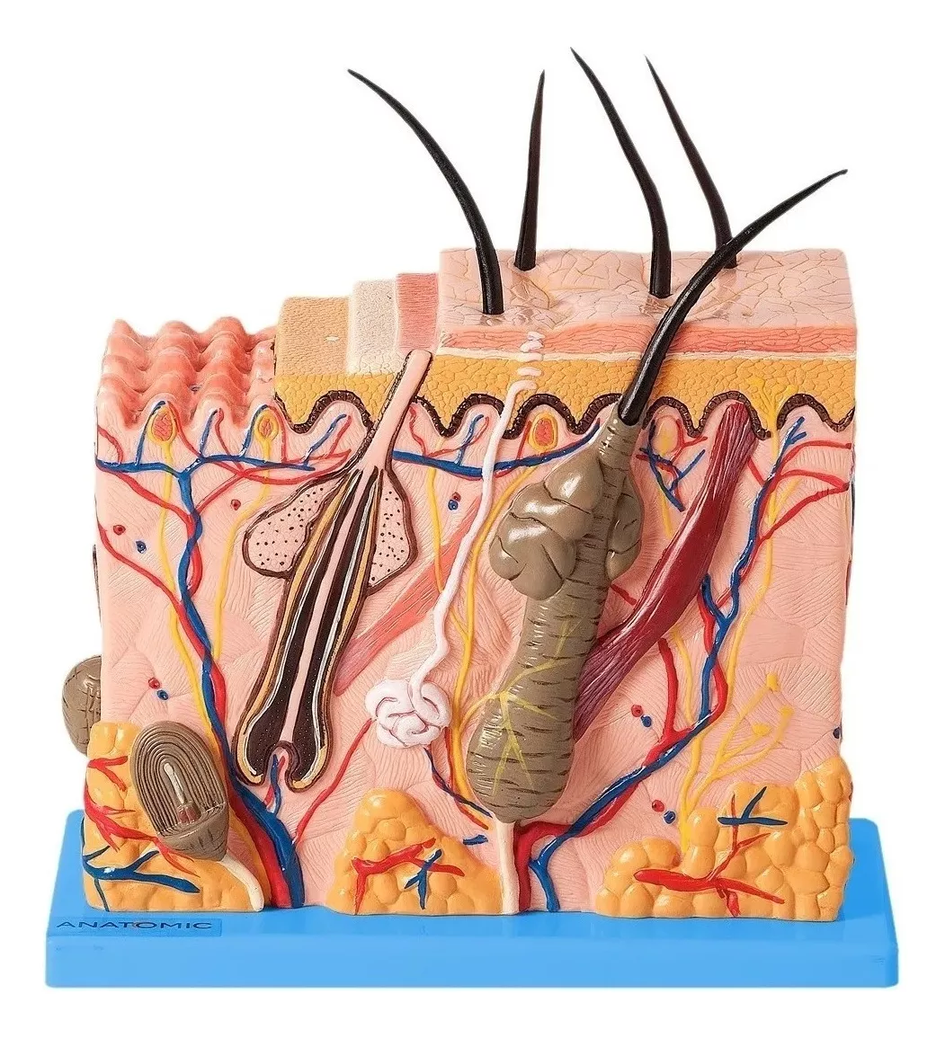 Terceira imagem para pesquisa de modelo anatomico gordura e musculo