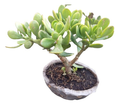 Bonsai Jade Macho Árbol Del Dinero