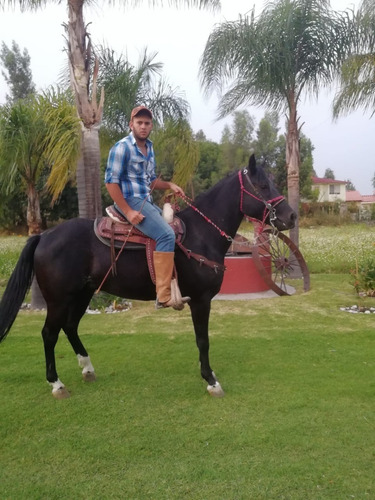 Precioso Caballo 1/4 De Milla