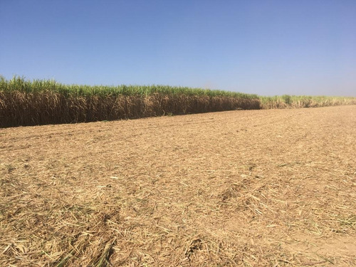 Fazenda Para Venda Em Nuporanga-sp Entre Sales Oliveira, Com 40 Alqueires Sendo 38,5 Alqueires Cana Arrendada A 70 Toneladas, Beira Do Asfalto - Fa00129 - 69331098