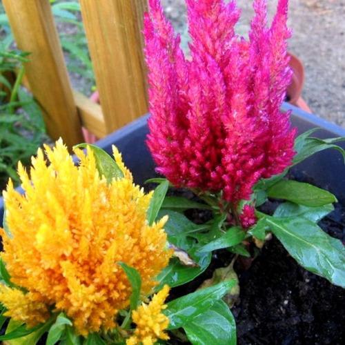 40 Semillas Celosia Plumosa Mix - Calidad Premium