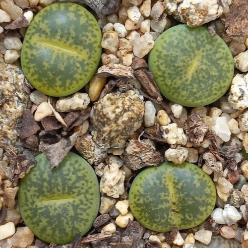 1 Lithops Lesliei Cv Albinica C5b (cactus Piedra/suculentas)