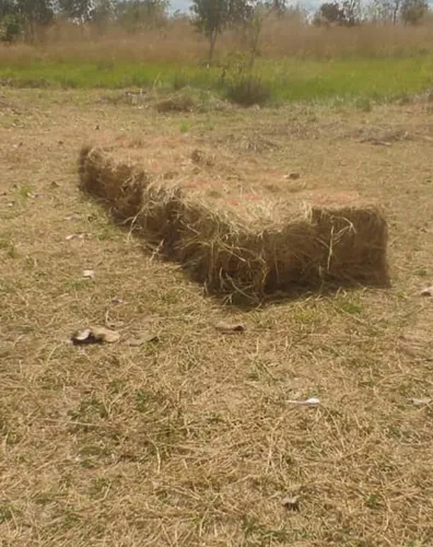 Pacas De Pasto Homedicula
