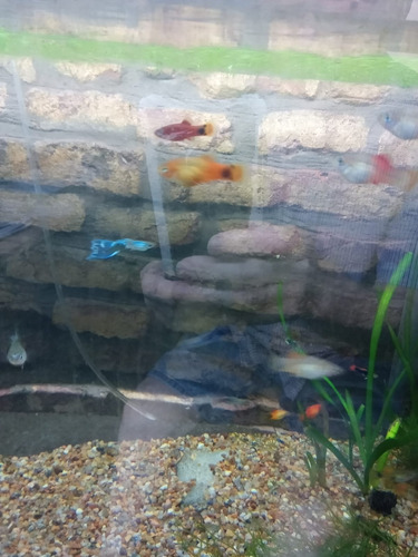 Peces Platy Juvenil 2 Unidad Mikey, Rojos, Perlados $1800