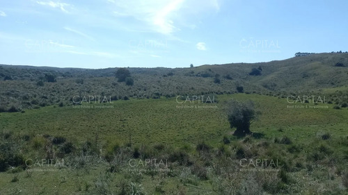 Campo Ganadero - Forestal 550 Has