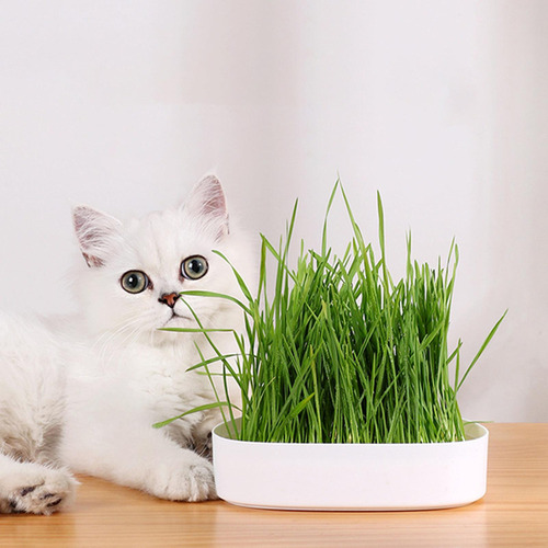 Bandeja De Hierba Para Gatos Hidropónicos Bandeja De Blanco