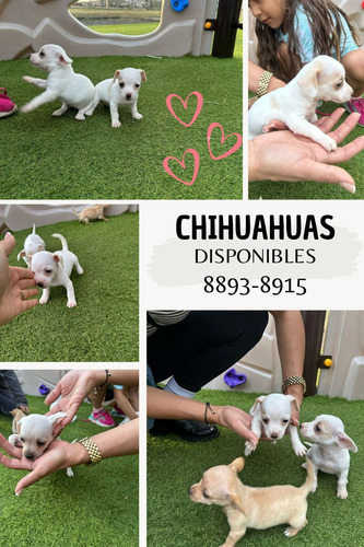 Venta Chihuahua 8893-8915
