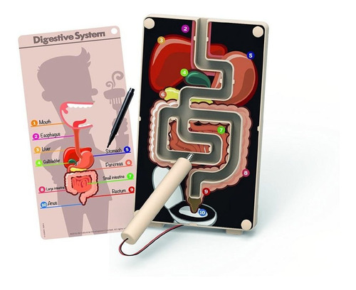 Digestive System Buzz Wire Pr