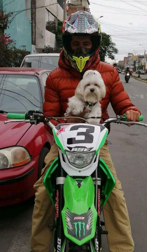 Hermosas Cachorras Pekines Imperial En La Ciudad De Quito