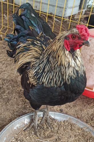 Gallo