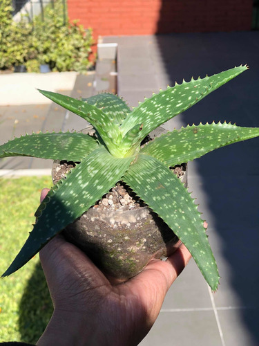 Imagen 2 de 2 de Aloe Vera Maculata, Planta Mediana A 200 Pesos