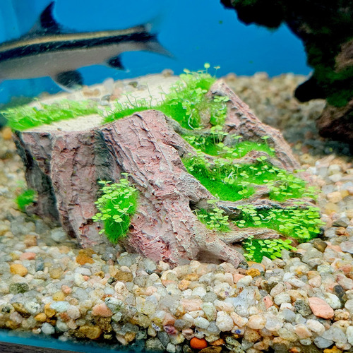 Adorno Tronco Aquaflora Penn-plax - Le Brotan Plantas Color Verde