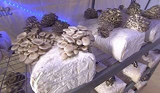 100 Gramos/4 Onzas De Gris Ostra Mushroom Spawn Micelio Para