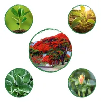Comprar Kit Fertilizantes Para El Proceso De Siembra De Acacia Roja