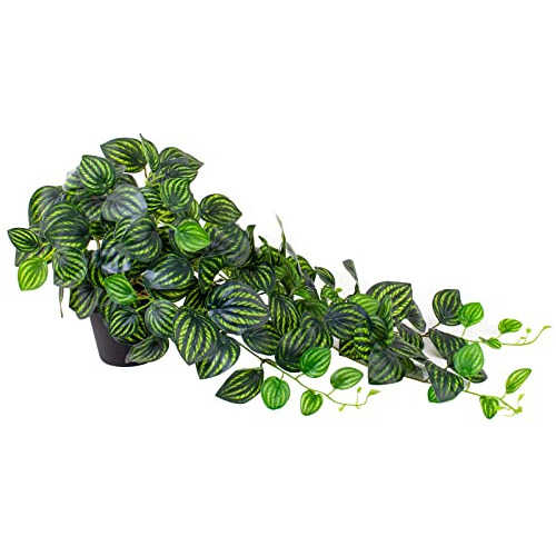 Peperomia Sandía Artificial De 28.7 Pulgadas Maceta, P...