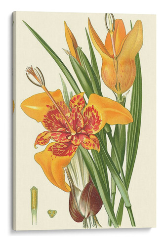 Canvas Lab Cuadro Lilies Llamativos I 100x150, Philip Miller