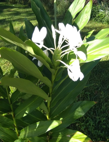 Caña De Ámbar, Flor De Cuba, Flor Mariposa 2 Plantas | Cuotas sin interés