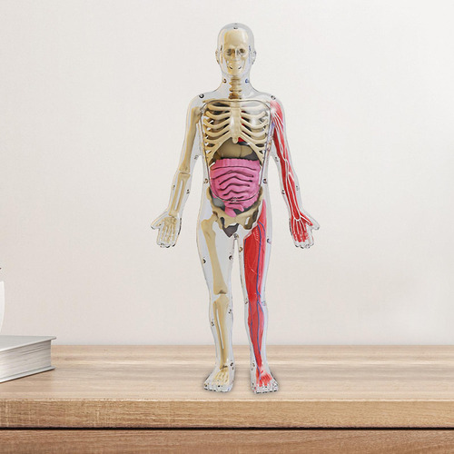 Kit De Quebra-cabeça De Corpo Humano, Adereços De Ensino,
