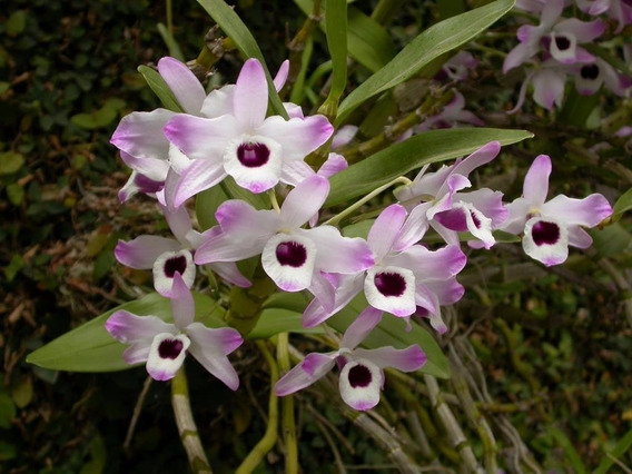 Orquidea Olho De Boneca Dendrobium | MercadoLivre 📦