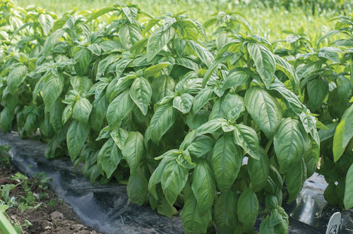 30 Sementes De Manjericão Genoves - Genovese Basil Italiano
