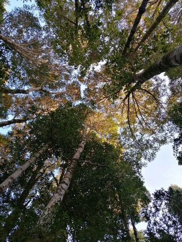 Parcela En Venta En Puerto Varas