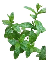 Comprar Duo: Menta Y Romero U Otra Planta Aromática Comestibles