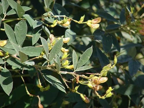Semillas De Guandul Oscuro Poroto De Árbol Guando Cajanus