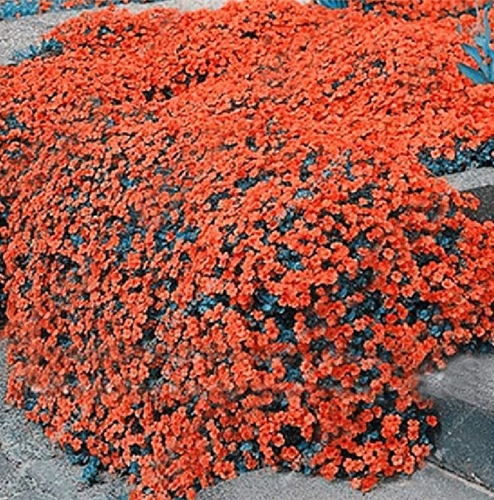 200 Semillas De Tomillo Naranja