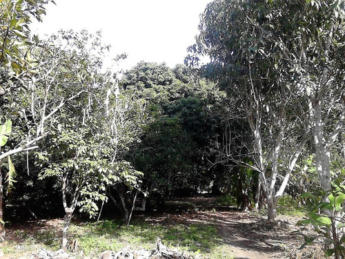 Venta Finca Terreno 5000 M² En Juana Moza Tuxpan Veracruz