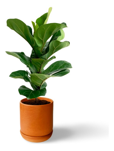 Maceta Para Bonsai Ficus Planta