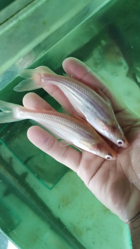 10 Panga Pangasius Albino De 15 Cm