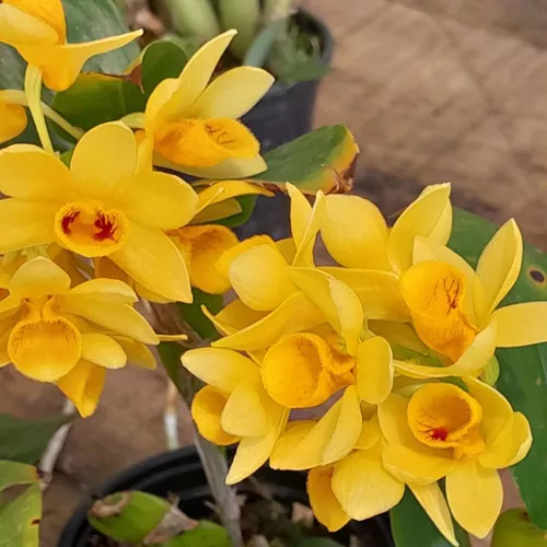Orquídea Coleção Dendrobium Sulcatum Cachos Amarelos Espécie