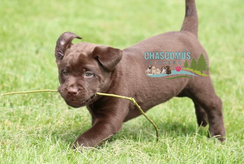 Labrador Beige Unicos Genetica Unica Criadero Chascomús